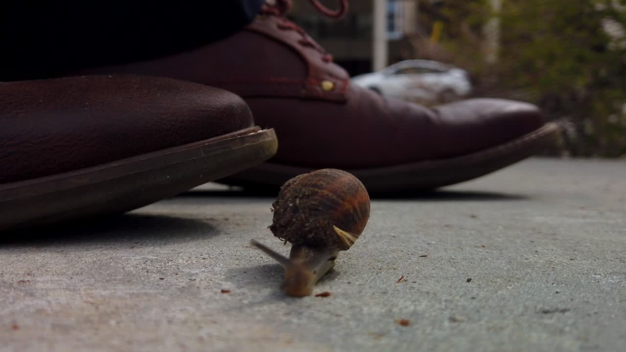 un caracol en la acera en medio de una ciudad casi siendo aplastado