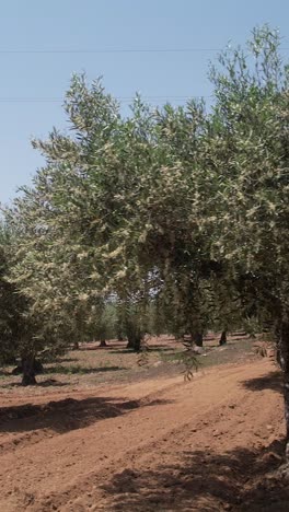 olive fields on spring day