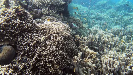 small fish swim on a colorful and diverse coral reef