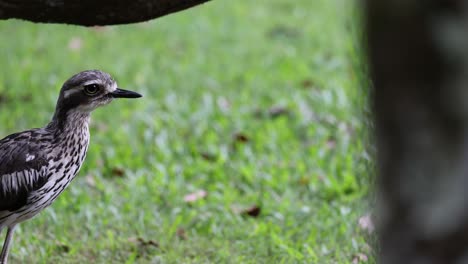 bird explores grassy area, moving calmly