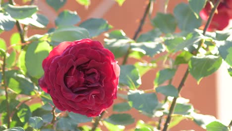 red rose in a garden