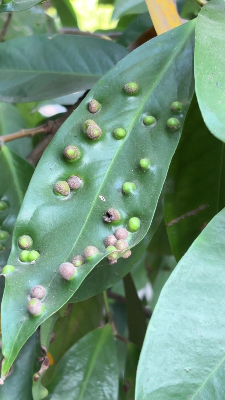 Foglia verde colpita da galle vegetali e malattia