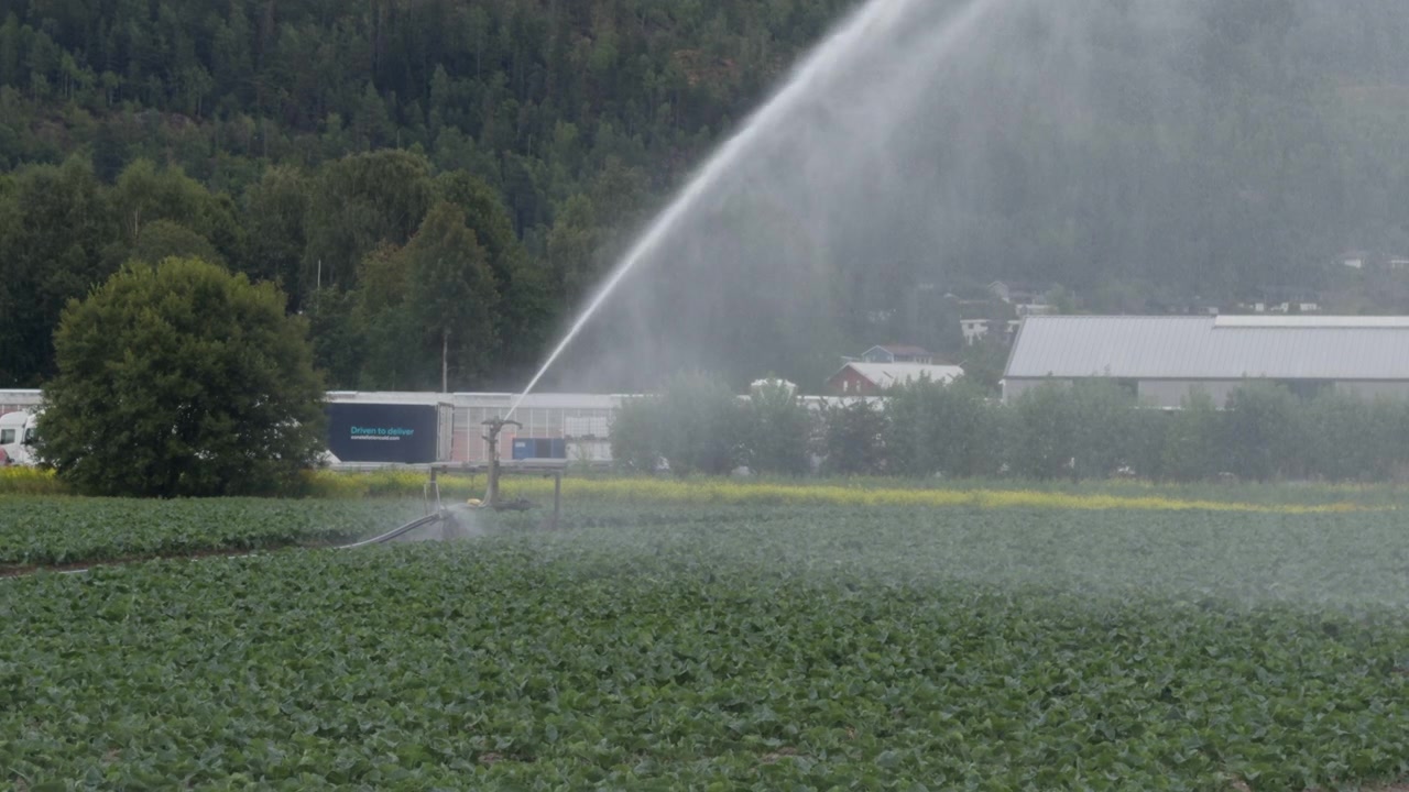 Ampia inquadratura di un cannone ad acqua rotante che irriga attivamente un campo di cavolfiori verdi durante un periodo di siccità a Lier, Norvegia. Concetto di gestione della siccità agricola