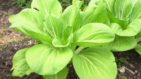 Hermosa-Toma-Panorámica-De-Hojas-De-Espinaca-En-El-Jardín-Botánico-Vitamina-K-Verde-Frondoso-Saludable