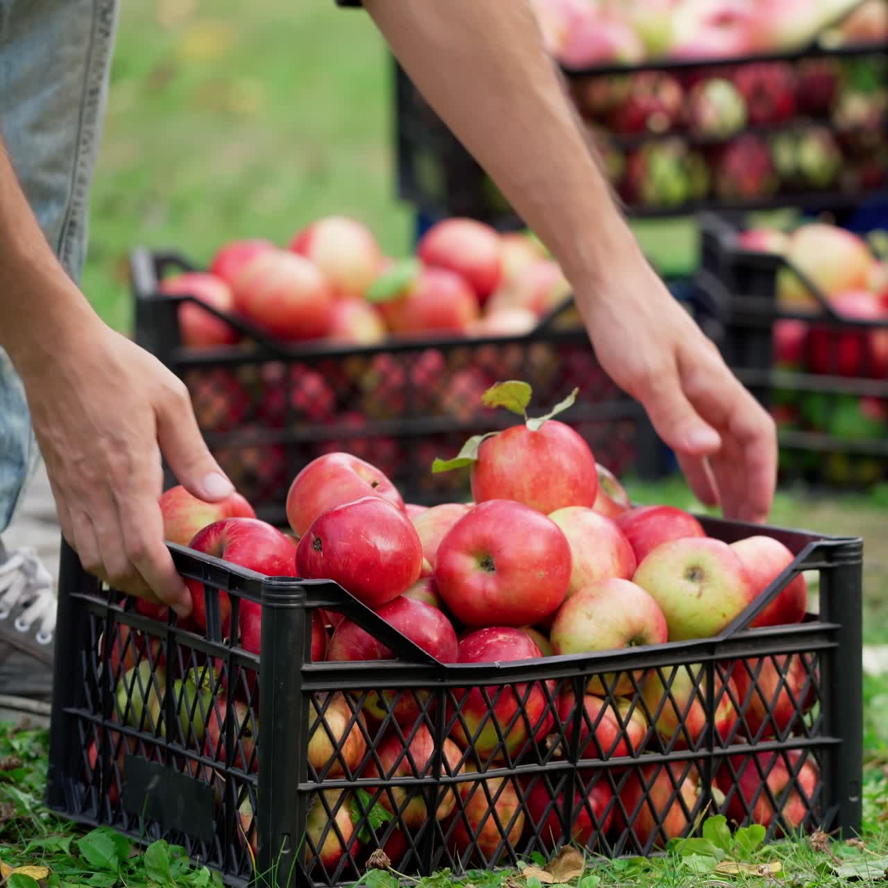 Fresh organic apples in drawers. Man lifting up the box full of juicy apples from the ground. Autumn background of natural products in the garden.