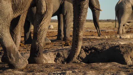 low view of elephant trunk spraying muddy water onto itself