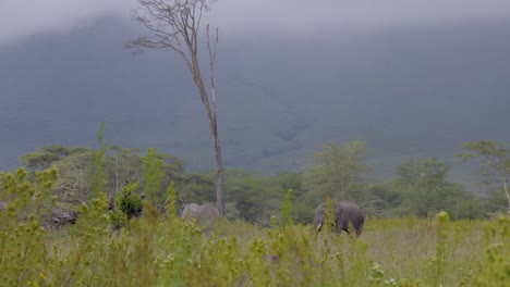 a herd of elephants