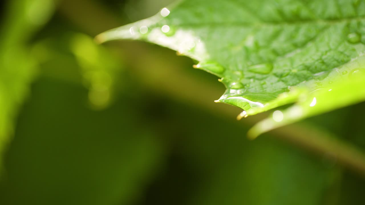 gotas de agua en la superficie de la hoja