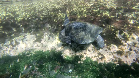 Imágenes-Submarinas-De-Una-Tortuga-Marina-Alimentándose-En-El-Fondo-Del-Océano-En-Las-Islas-Galápagos-Ecuador