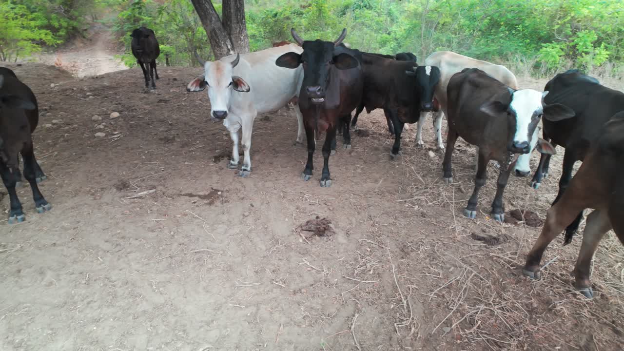 Cows grazing peacefully in a pasture in Venezuela, showcasing rural life in nature