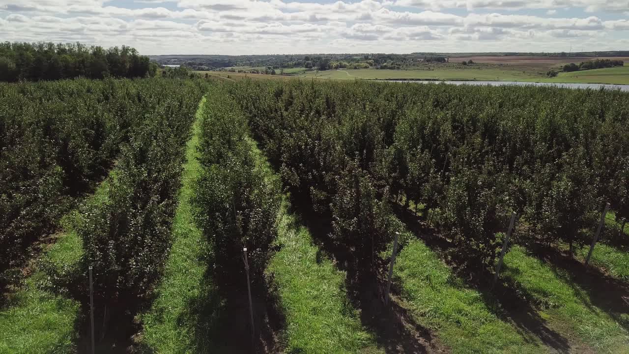 Lines of green apple trees growing under the light sky in a summer day. Beautiful landscape with the rows of trees in the field. Camera moves left. Aerial view