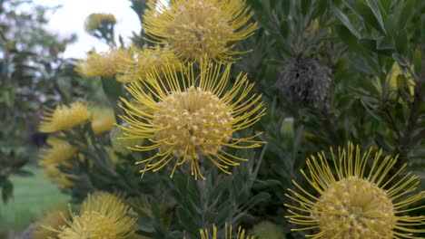 Un-Primer-Plano-De-Una-Planta-Australiana-Nativa,-La-Dama-Amarilla-Sombreada-Waratah