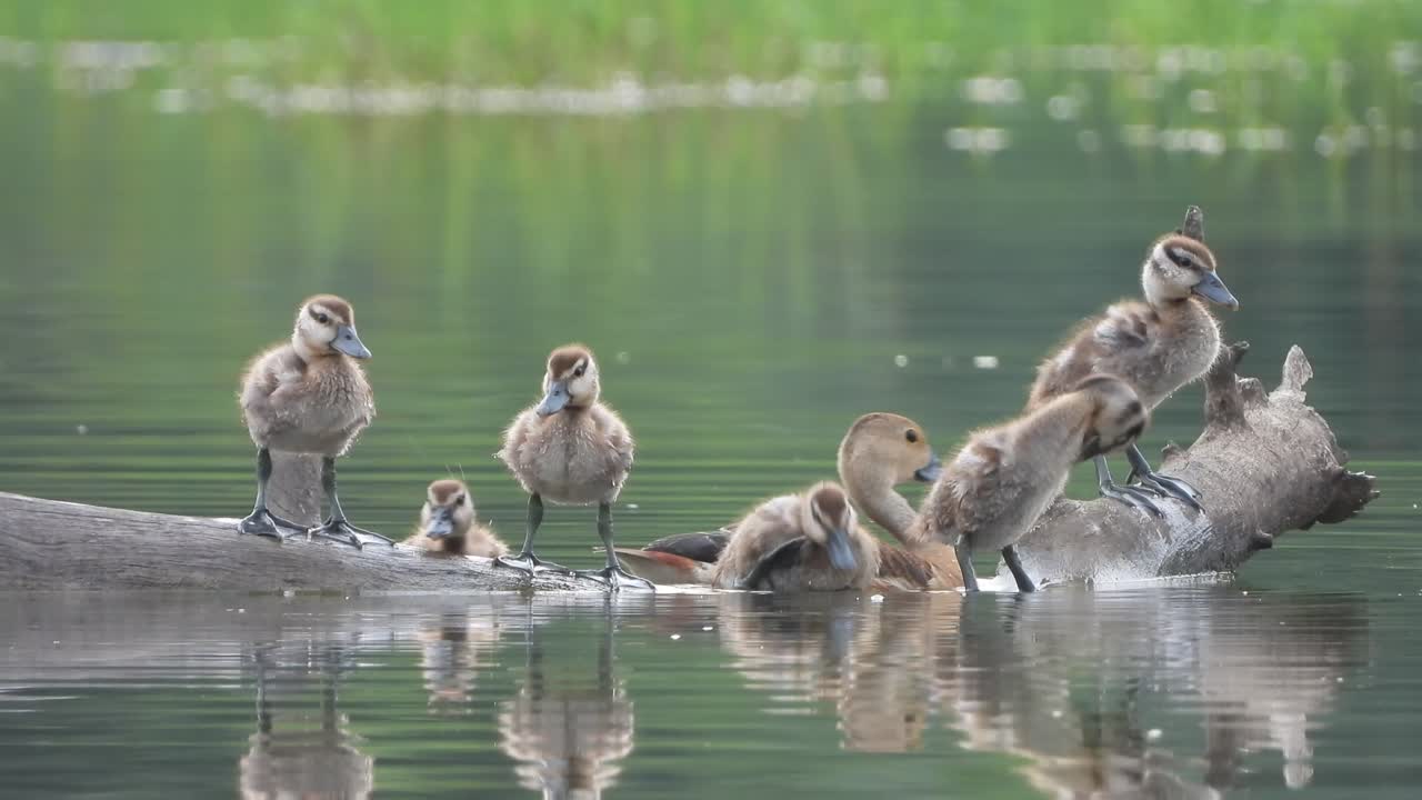 휘파람 오리 - 병아리 - 연못
