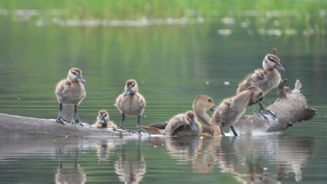 whistling duck - chicks - pond