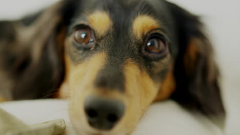 sleepy dachshund blinking its eyes