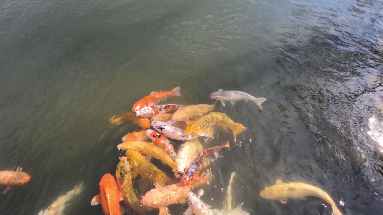 다채로운 코이 물고기 들 이 모여서 함께 수영 하고 있다