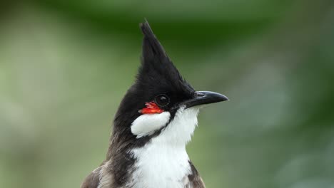 cute red-whiskered bulbul, pycnonotus jocosus perched on tree branch in its natural habitat, curiously looking and wondering around its surrounding environment, extreme close up portrait shot