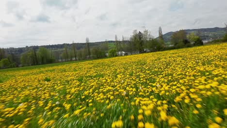 FPV-Drohne-Fliegt-Im-Frühling-über-Ein-Feld-Mit-Gelben-Löwenzahnblüten