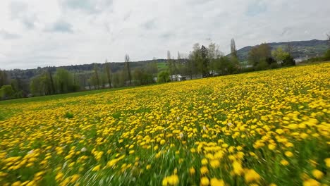 fpv drone flying over a field of yellow dandelion flowers in spring