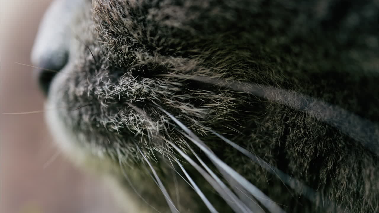 Close up of a Scottish Fold cat with orange eyes resting with a blurred background