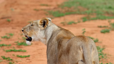 lioness standing on red dirt, looking off to the side in a natural outdoor environment