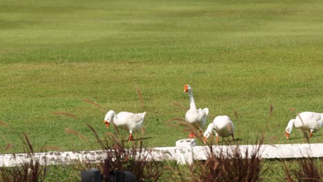 geese walking on grass and swimming in pond