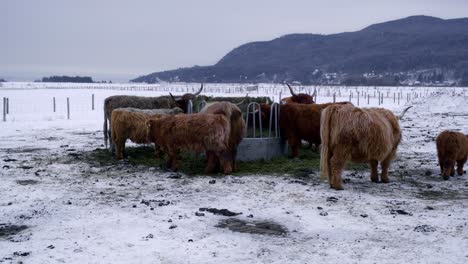 highland cattle eating hay in winter