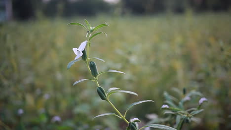 Cultivo-Orgánico-De-Planta-De-Sésamo-En-El-Campo,-Semilla-De-Teel,-Hasta-Planta-De-Semilla