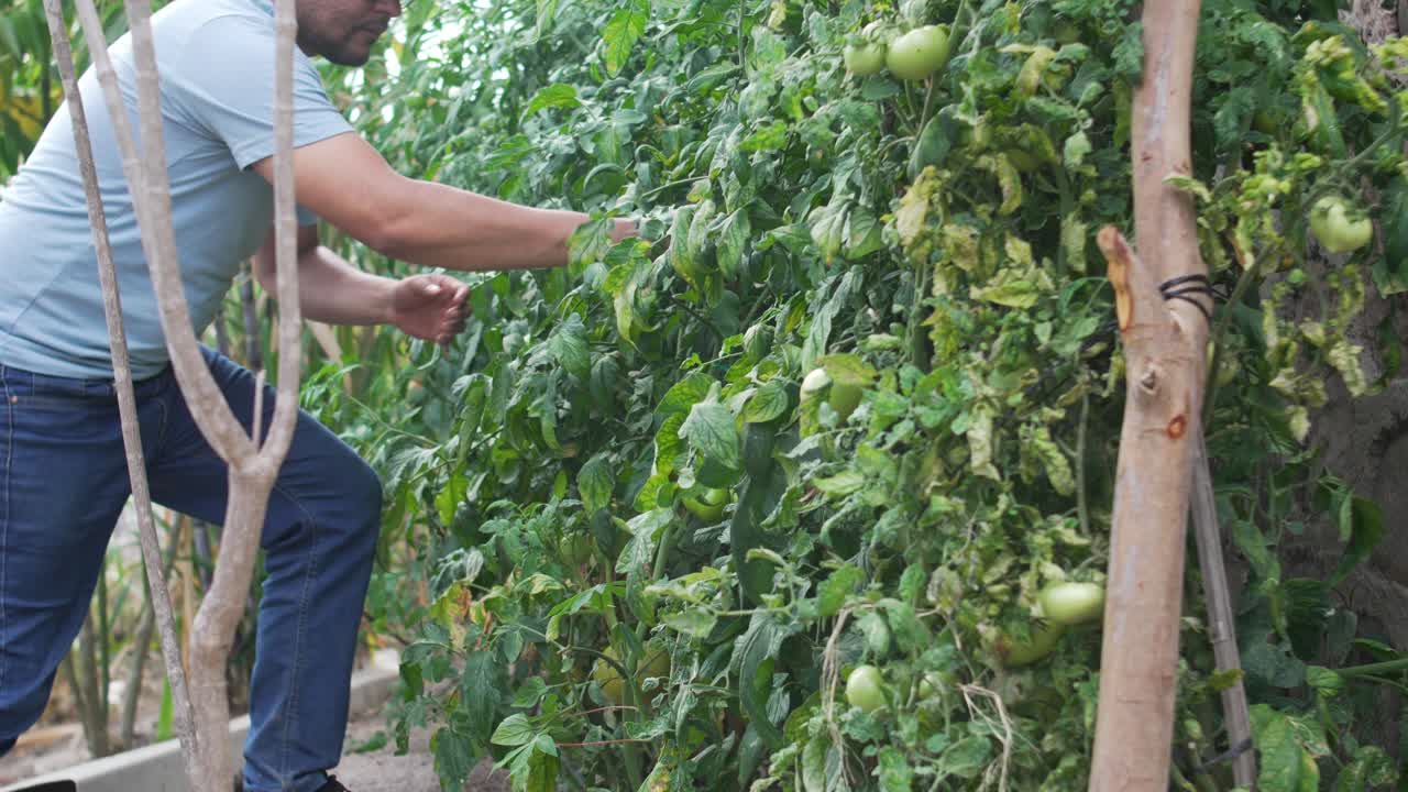 Tomato Harvest in Countryside Garden, Local Food and Sustainable Living
