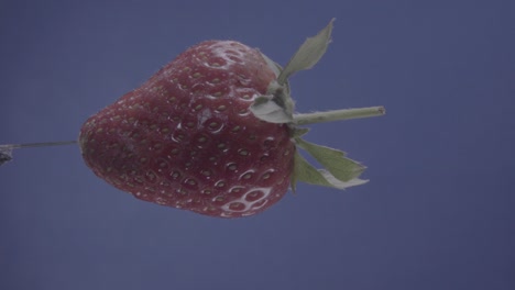 strawberry rotating with loop on blue screen for chroma key