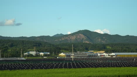 Korean-Ginseng-Farm---Panorama-Of-Ginseng-And-Rice-Fields-With-Mountain-Views-In-Geumsan,-Chungcheong-Province,-South-Korea