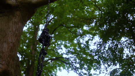 rope tied and hang on a rainforest trees at summertime