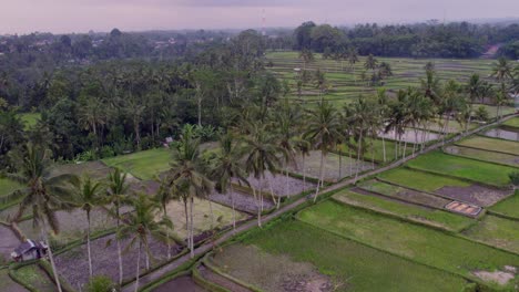 Pequeña-Carretera-Con-Palmeras-En-Medio-De-Arrozales-En-Ubud-Indonesia-Con-Puesta-De-Sol,-Antena