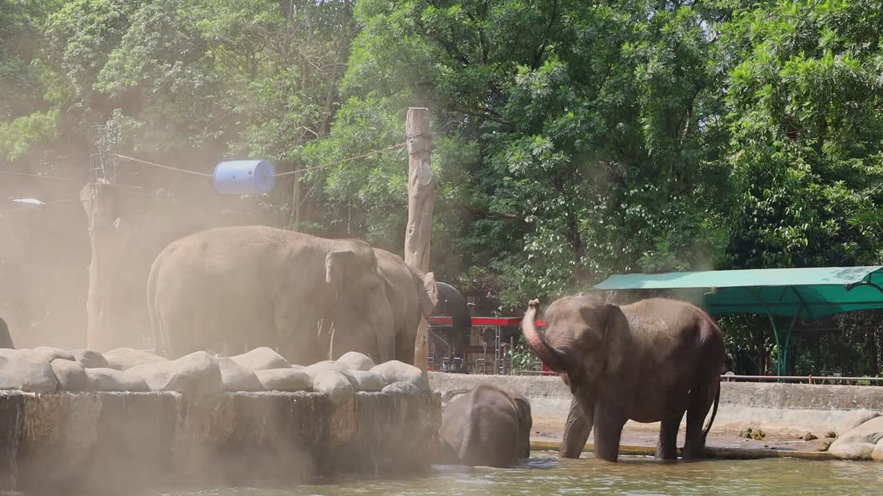 Elephants Enjoying a Dust Bath and Water at the Zoo