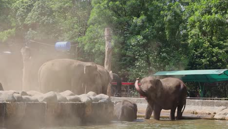 elephants enjoying a dust bath and water at the zoo