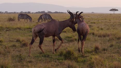 Zeitlupe-Des-Topi-Spaziergangs-Bei-Sonnenuntergang,-Kenia-Wildtiersafari-In-Masai-Mara-Bei-Sonnenaufgang,-Herde-Afrikanischer-Tiere-In-Afrika,-Steadicam-Gimbal-Verfolgung-Nach-Der-Aufnahme