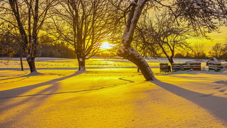 Timelapse-of-golden-sunset-with-beehives-under-trees-in-snowy-landscape