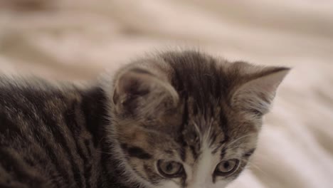 cute tabby kitten close up of face and eyes