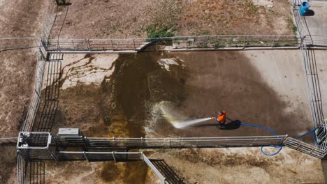 hombre rociando agua para limpiar las heces del ganado del piso de concreto en el rancho, antena