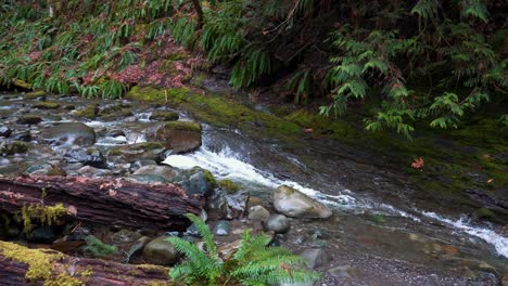 Mossy-Creek-An-Der-Westküste-In-Zeitlupe