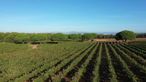 Flug-über-Weinberge-Feld-Porquerolles-Insel-Hères-Frankreich-Luftbild-Sonniger-Tag