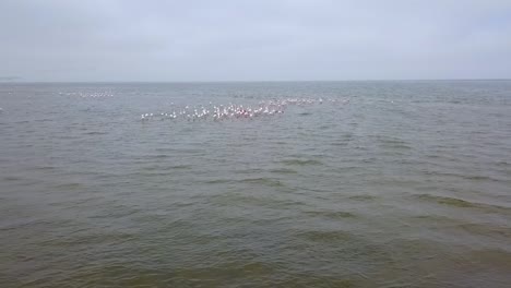 Beautiful-Aerial-Over-Flamingos-Taking-Off-In-A-Huge-Flock-In-Namibia-Africa