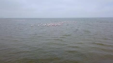 beautiful aerial over flamingos taking off in a huge flock in namibia africa