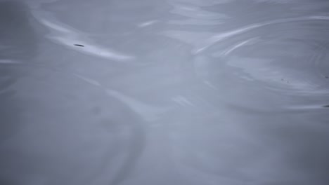 un movimiento lento de la gota de lluvia en el agua el estanque primer plano de un día lluvioso