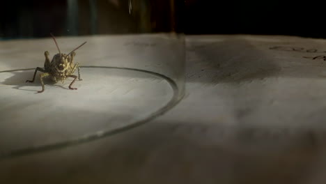primer plano microscópico del curioso saltamontes de campo común británico del jardín