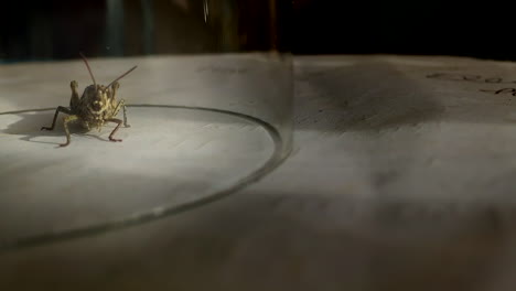 microscopic close up of curious british common field grasshopper from the garden