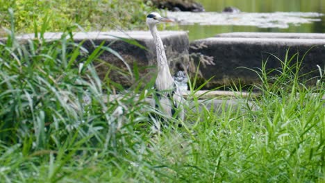 Grey-Heron-Looking-Out-From-Behind-The-Green-Grass