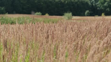 Wiese-Mit-Hohem-Gras,-Das-Sich-Im-Wind-Wiegt,-Zeitlupe,-Sonniger-Tag