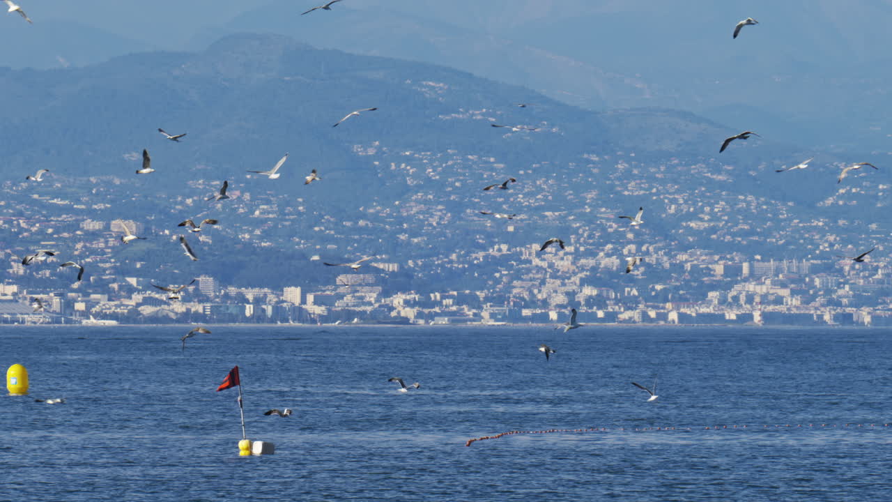 Multiple seagulls flying above the sea with mountains on the background