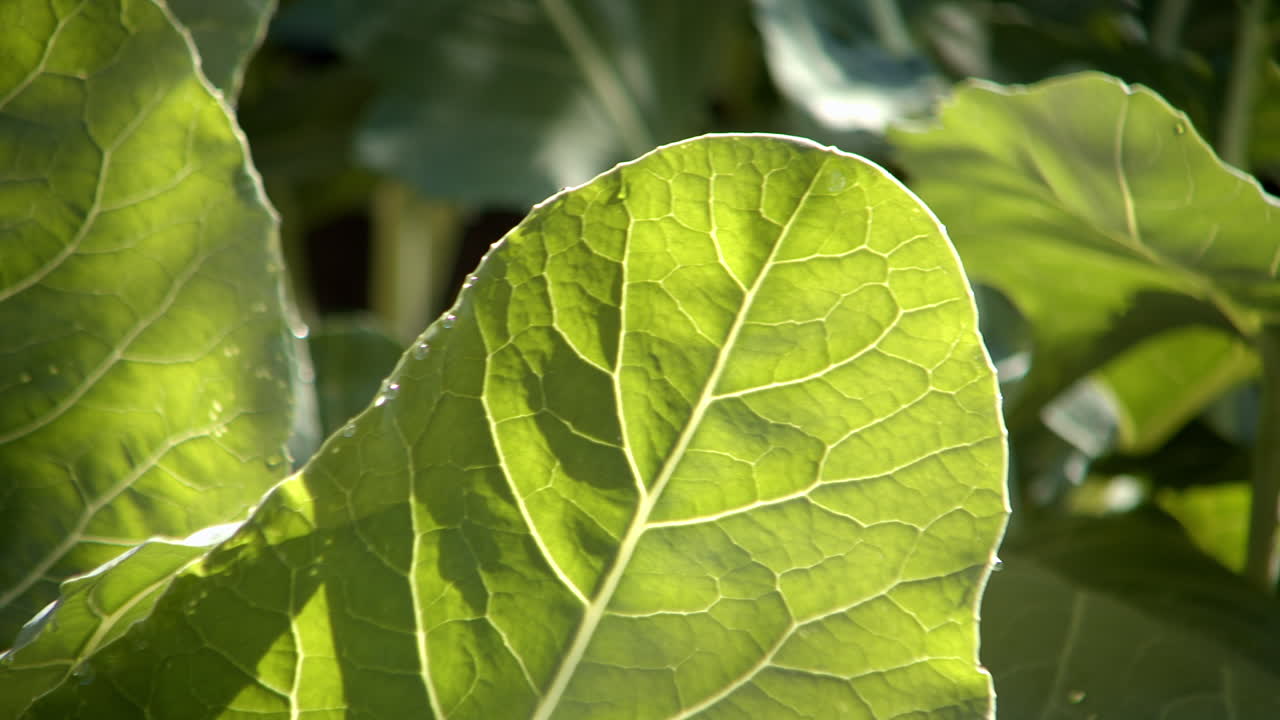 Pan across bright green vegetable leaf in sunny outdoors, close-up